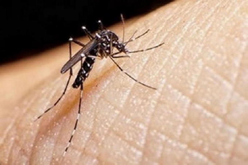 Los Tres Brazos se convierte en foco de malaria en la capital