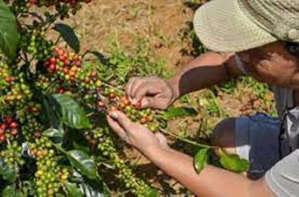 Día Nacional del Café atrapa a cafetaleros en crisis Las