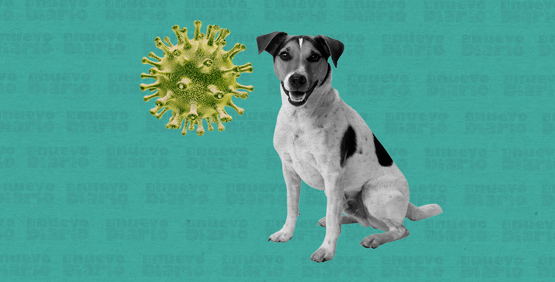 El-olfato-canino-es-muy-fiable-para-detectar-covid-segun-un-estudio-frances