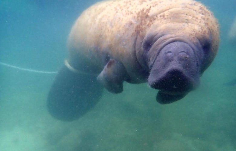 Manatí Juanita tenía en sus intestinos restos de plásticos; se presume que murió de un infarto