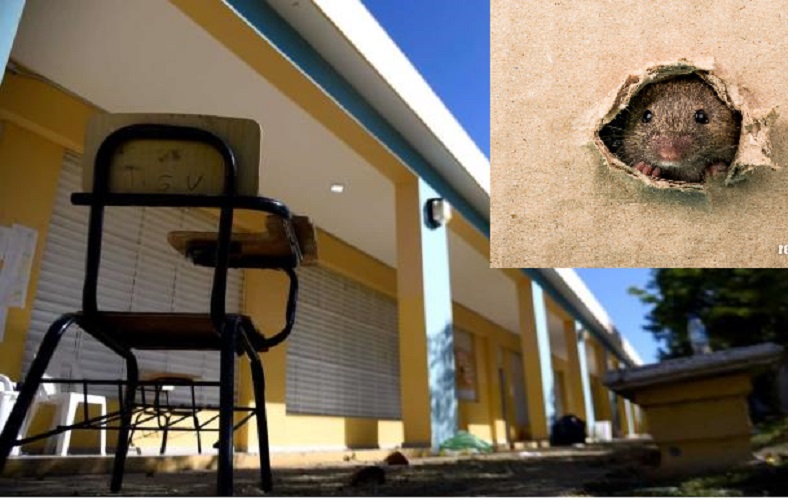 Suspenden docencia en escuela de Santiago por heces fecales de ratas ...